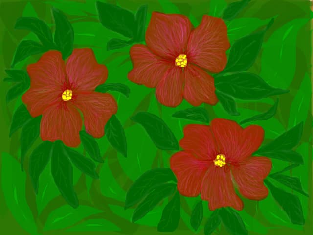 Hibiscus