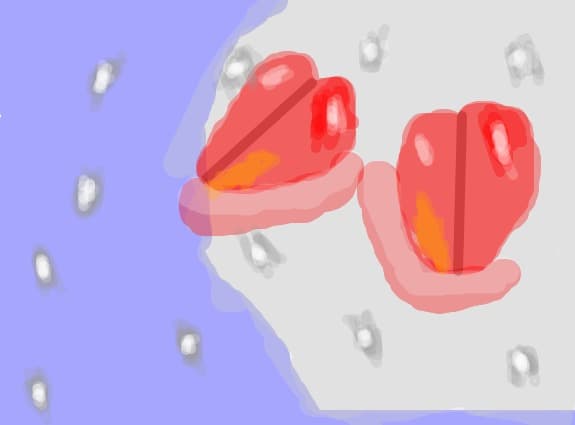 inimioare