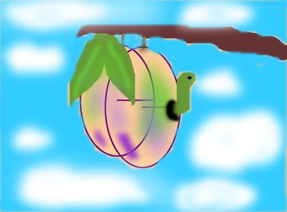 prune