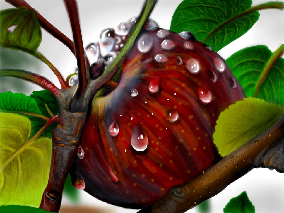 fresh apple