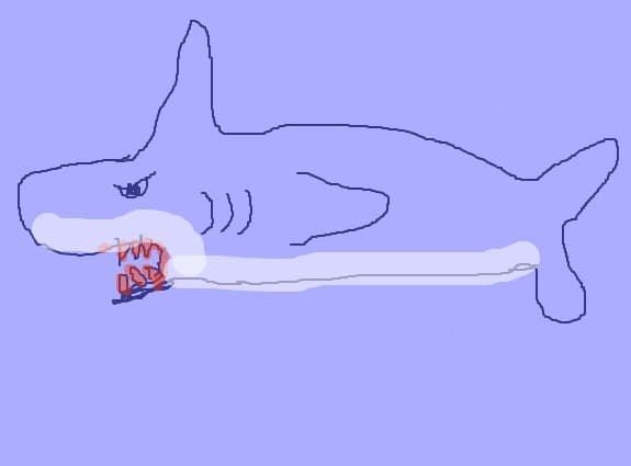 shark