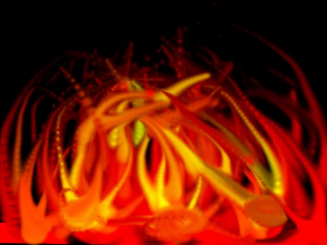 foc