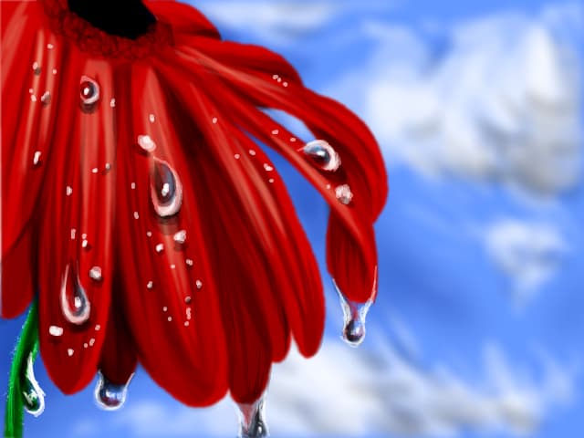 Gerbera