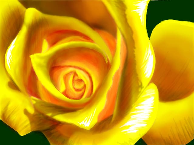 Yellow Rose