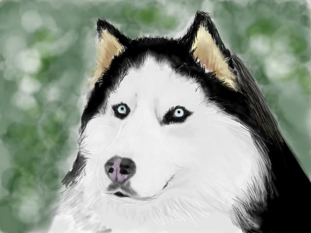 HUSKY