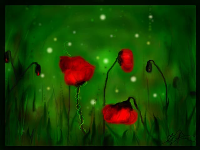 poppies