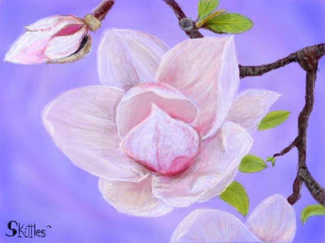 magnolie