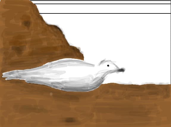 bird