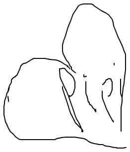 pipi