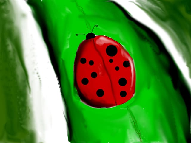 lady-bug