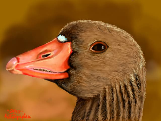 The Goose