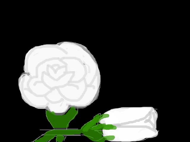 White roses ..