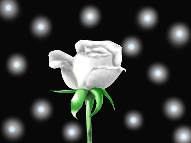 White Rose