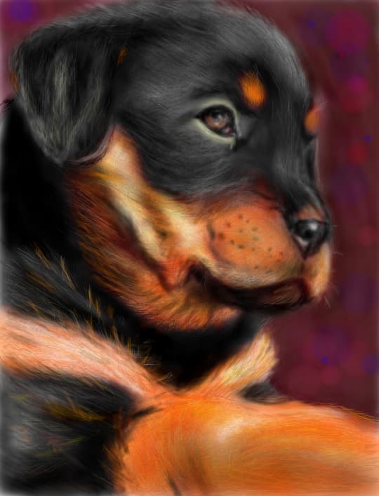 rottweiler puppy