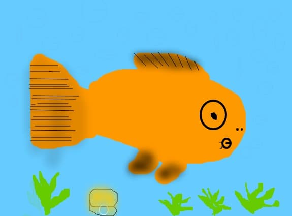 gold fish