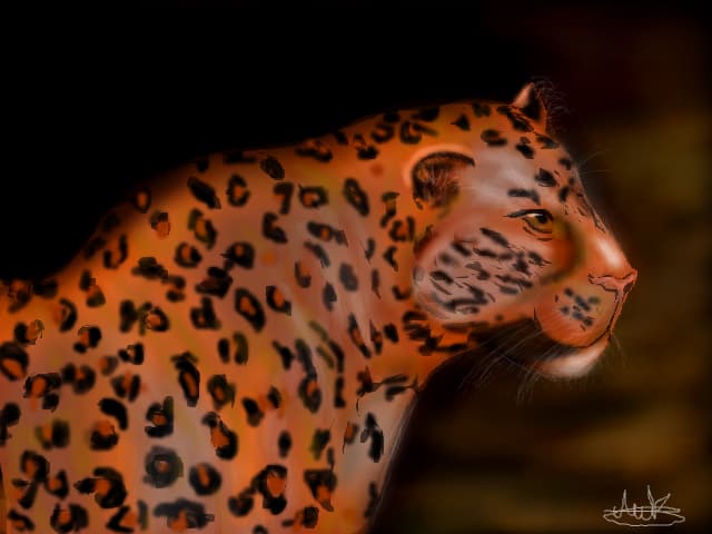 leopard