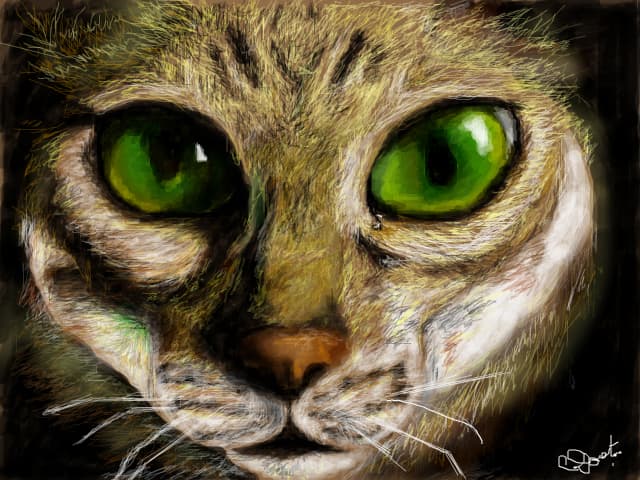 cat