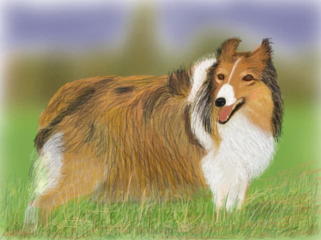 Collie