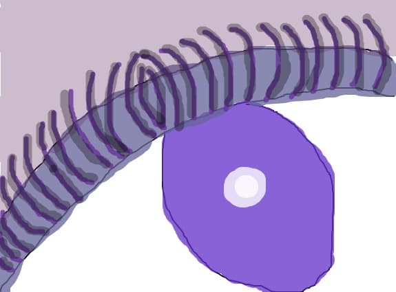 ochi