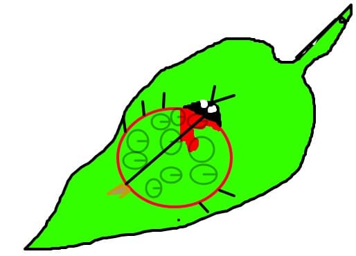 mamaruta