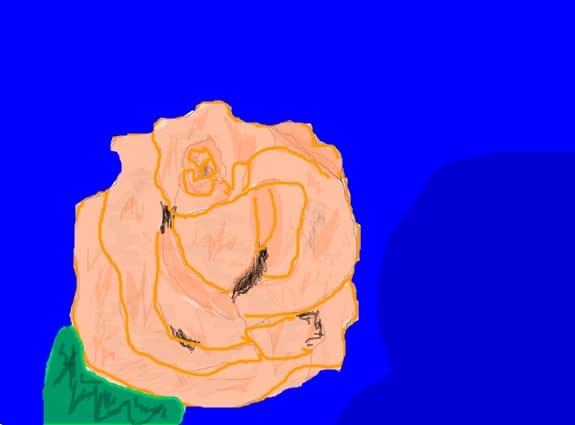 rose