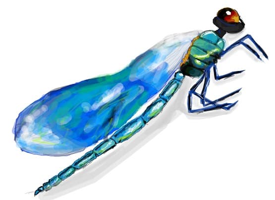 musca