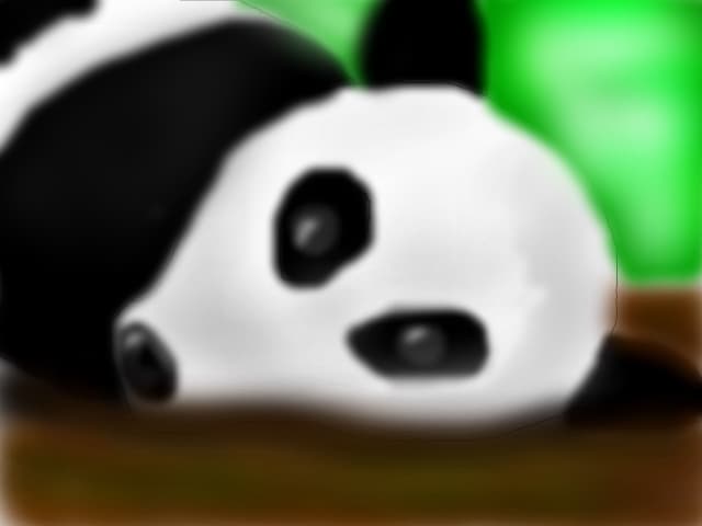 Urs panda