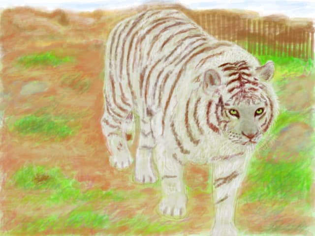 Tigru