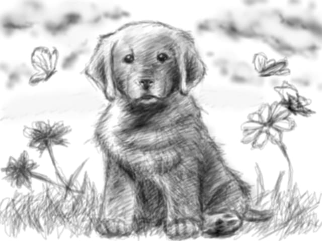 sketch