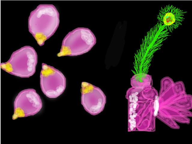 Ceva:]]