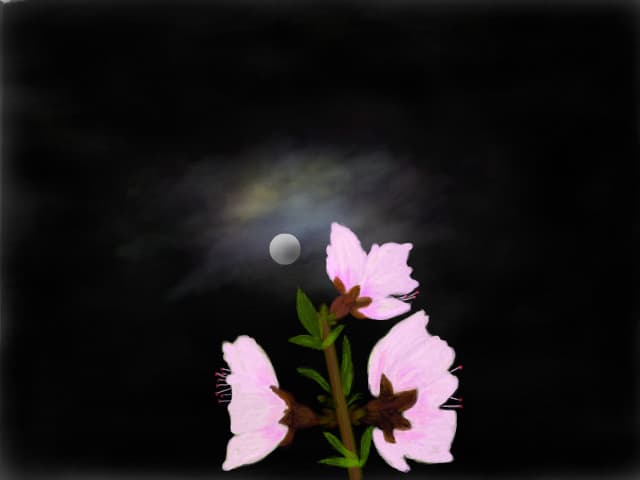 Nocturna