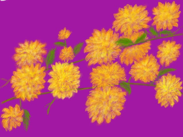 Flori