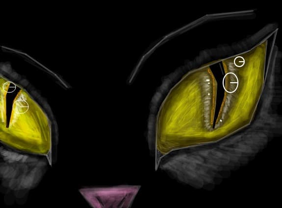 cat