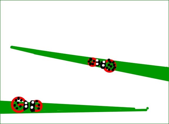 buburuze