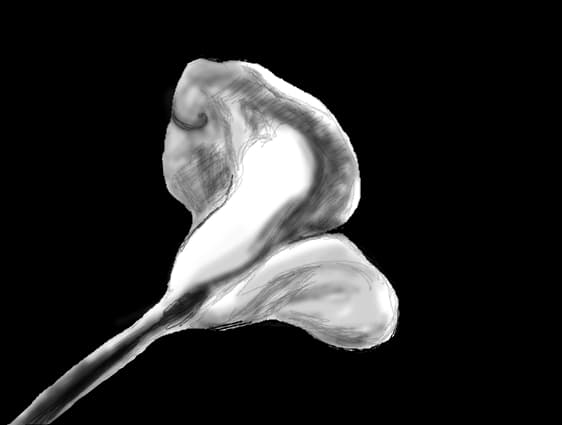 calla