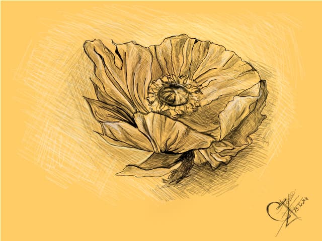 sketch