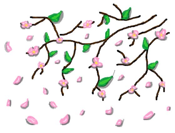 Cherry Blossom