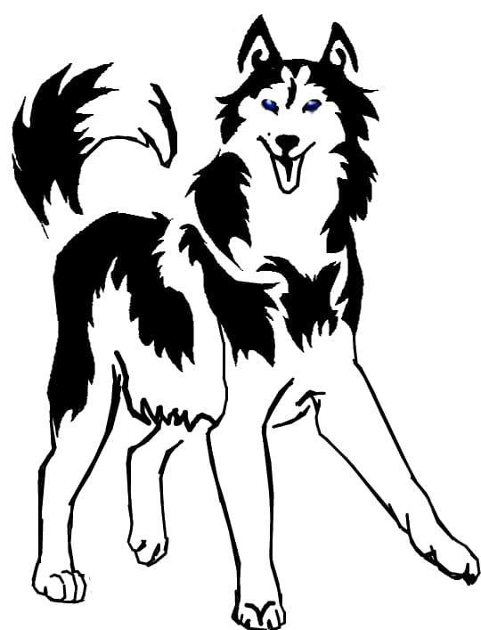 husky