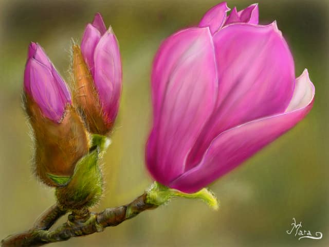 magnolii japoneze