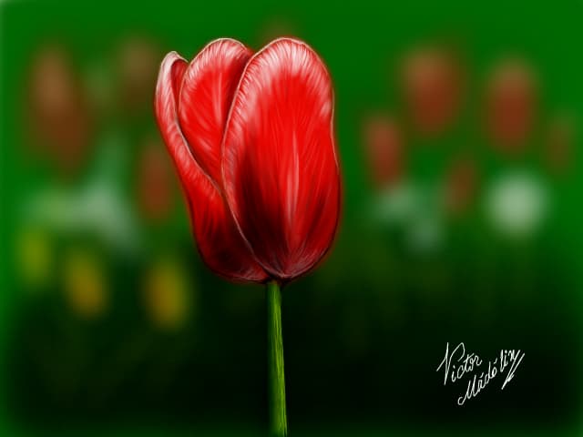 Tulipe