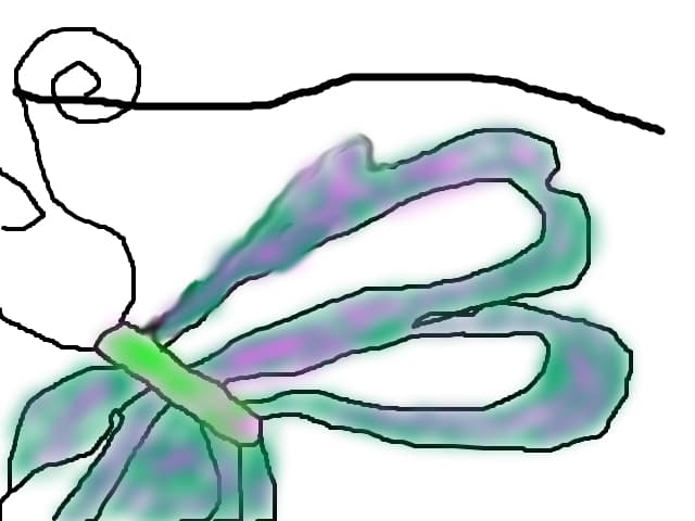buterfly shis the life