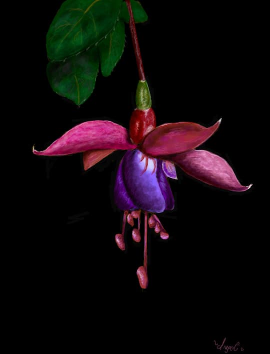 floricica