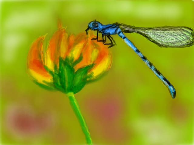 o insecta