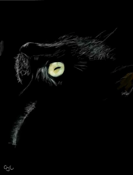 cat..