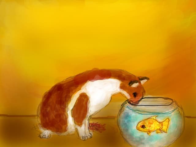 cat