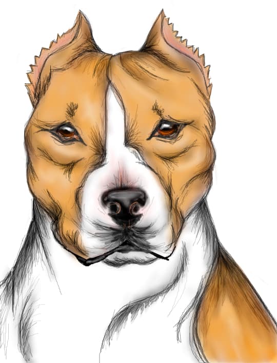 Amstaff !