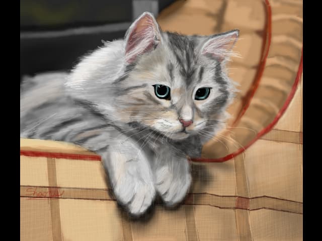 fluffy kitten