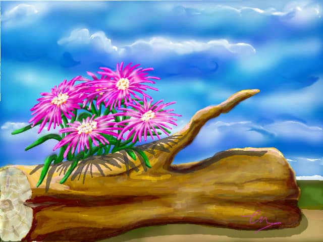 Aster