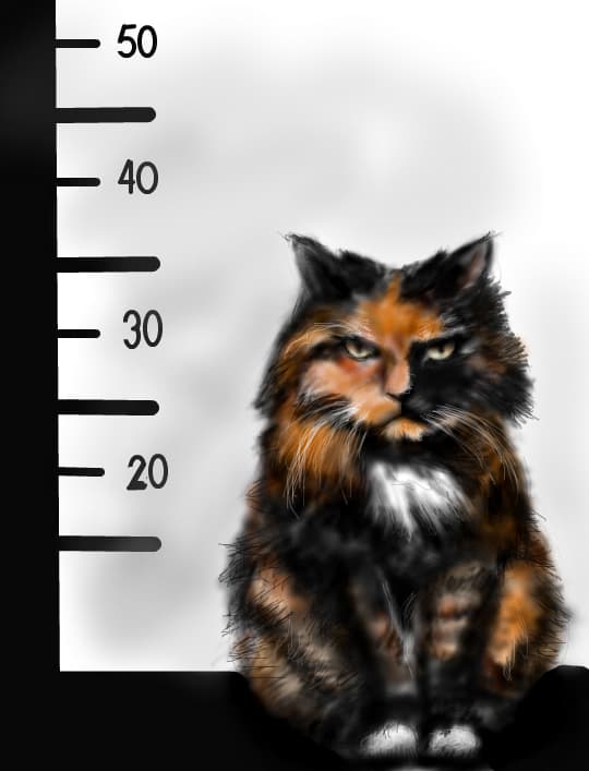 bad cat