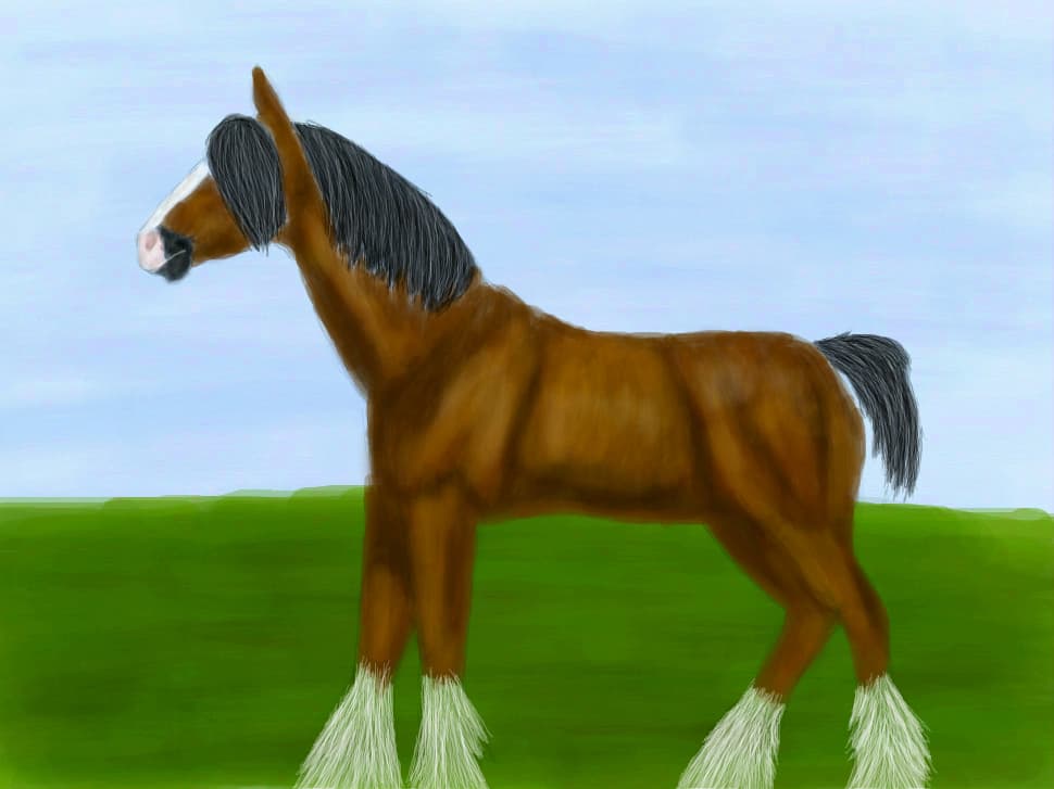 Horse breeds: Clydesdale